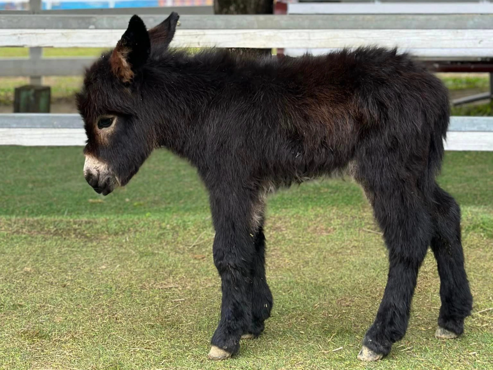 富田農場,驢子,馬