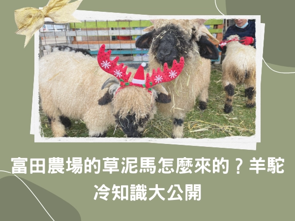 桃園,大溪,羊駝,草泥馬