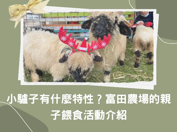 桃園,大溪,親子活動,餵食活動