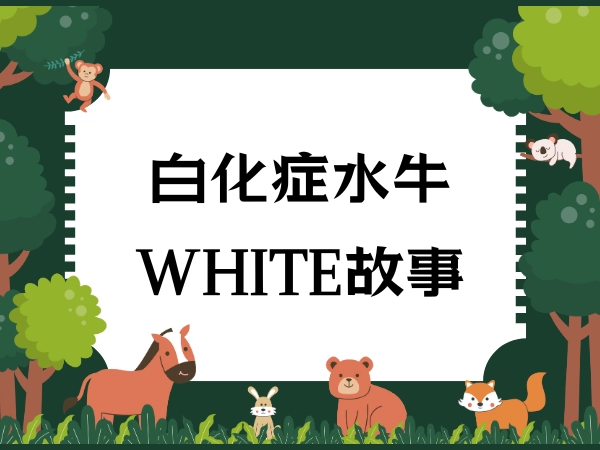 白化症,水牛,農村