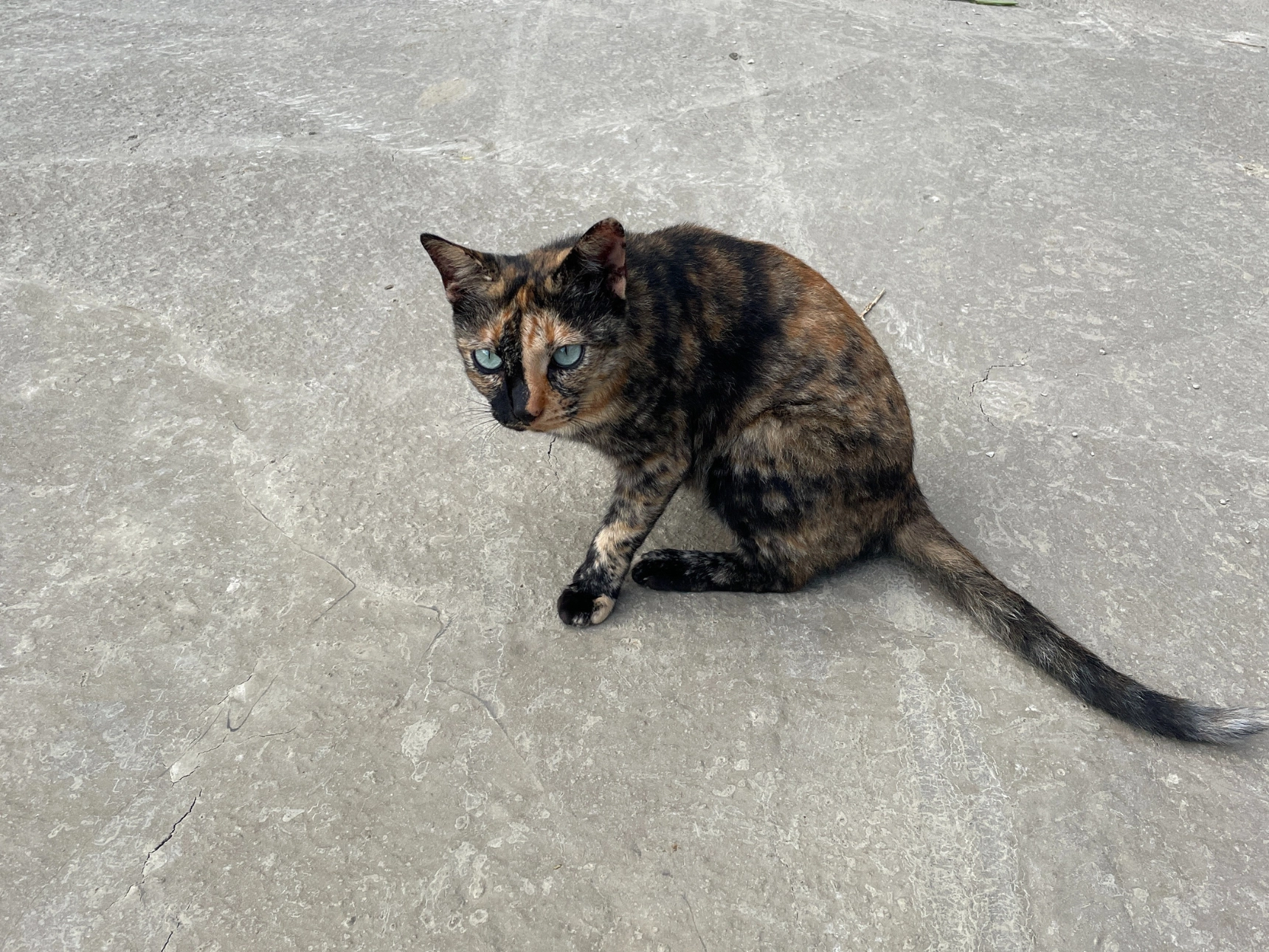 富田農場,可愛動物,大溪