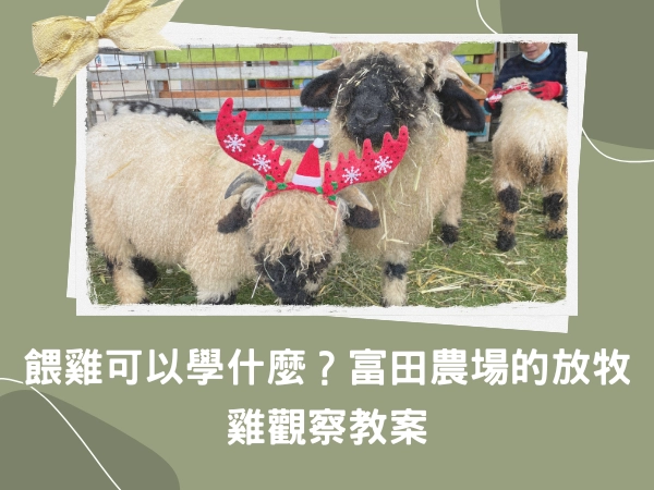 桃園,大溪,旅牧雞,餵雞