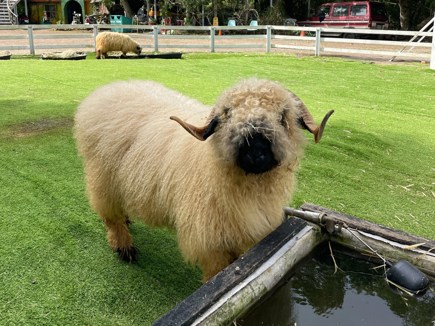 富田農場,笑笑羊