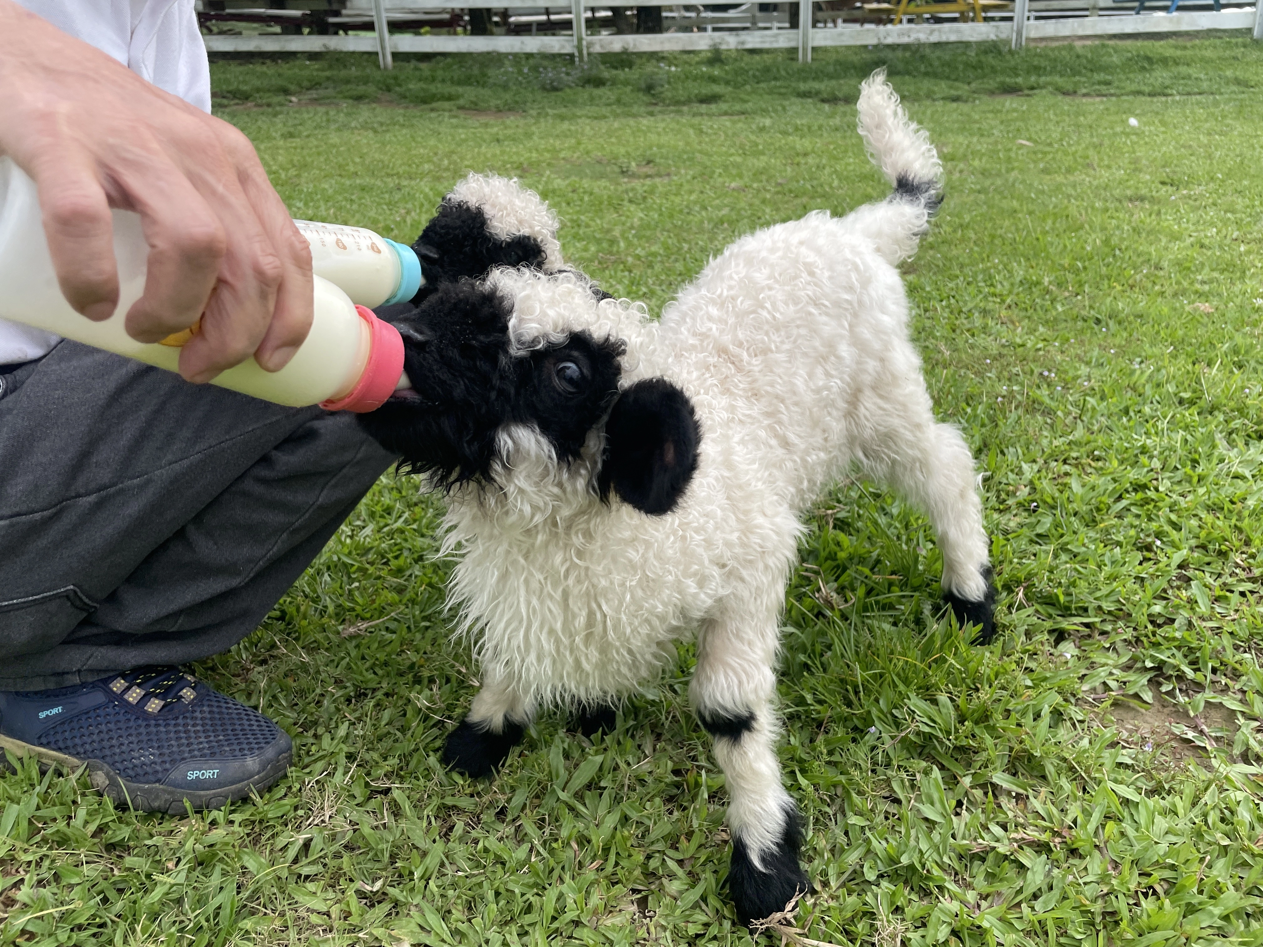 笑笑羊,桃園農場,餵動物