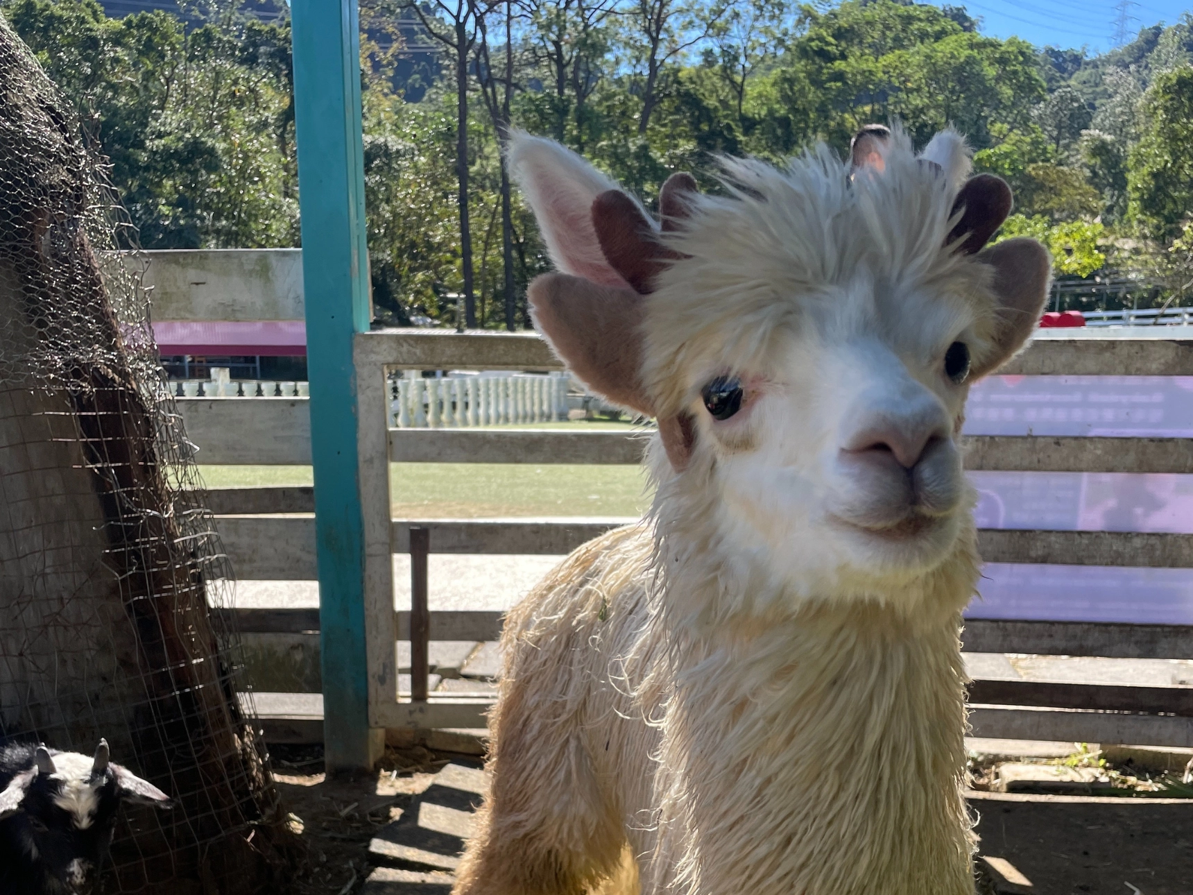 羊駝,大溪,慈湖,桃園