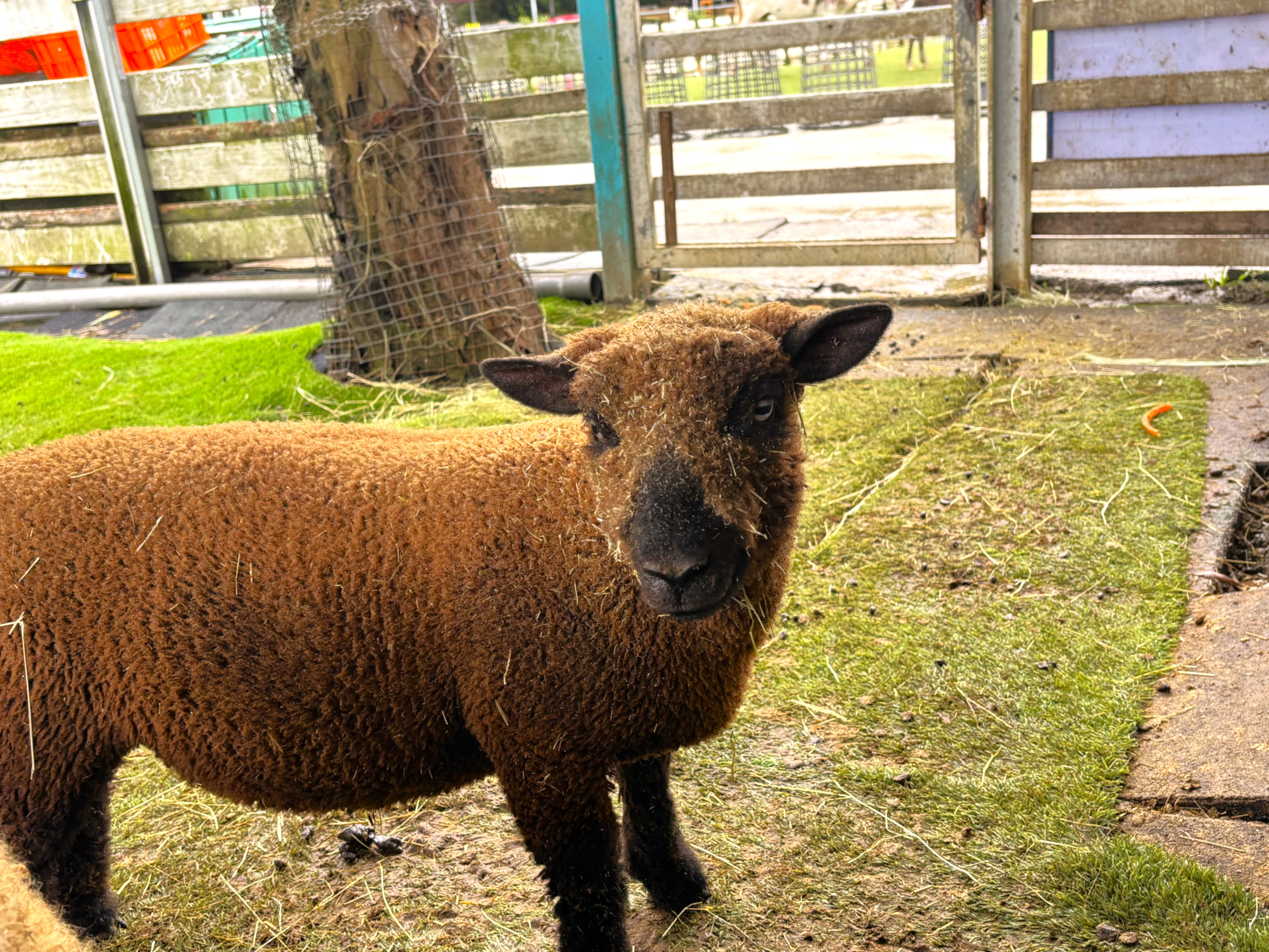 富田農場,大溪親子農場,桃園親子,大溪老街
